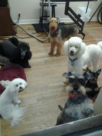 Pet Grooming and Pet Day Care Services Pet Grooming and Pet Day Care Services